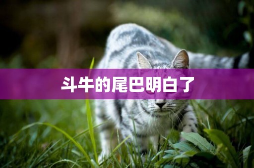 斗牛的尾巴明白了
