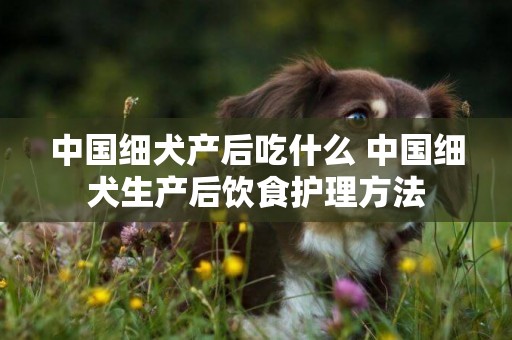 中國細犬產后吃什么 中國細犬生產后飲食護理方法