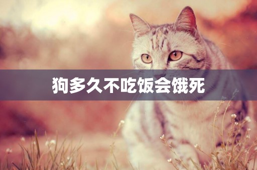 狗多久不吃飯會餓死