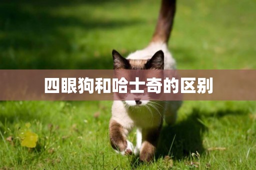 四眼狗和哈士奇的區別