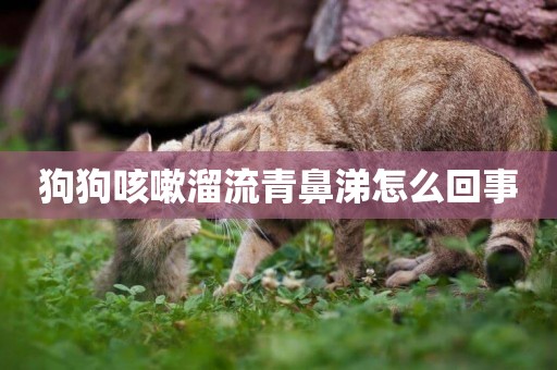狗狗咳嗽溜流青鼻涕怎么回事