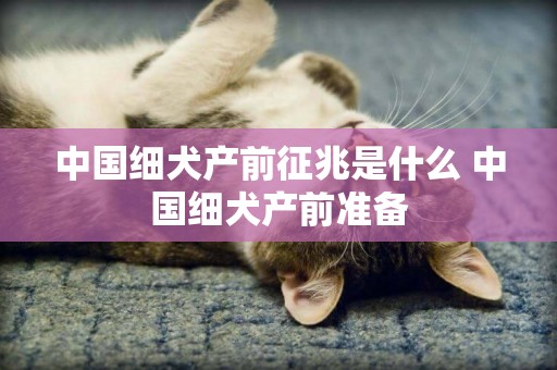 中國細犬產前征兆是什么 中國細犬產前準備