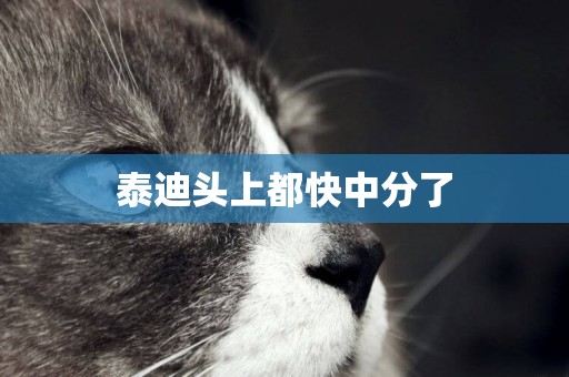 泰迪頭上都快中分了