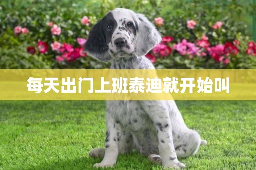 每天出門上班泰迪就開始叫