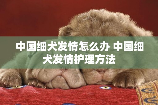中國細犬發情怎么辦 中國細犬發情護理方法