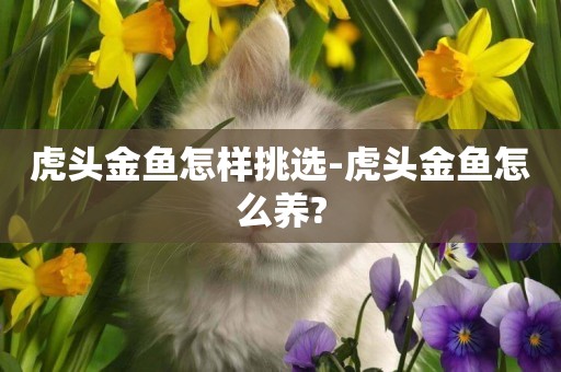 虎頭金魚怎樣挑選-虎頭金魚怎么養?