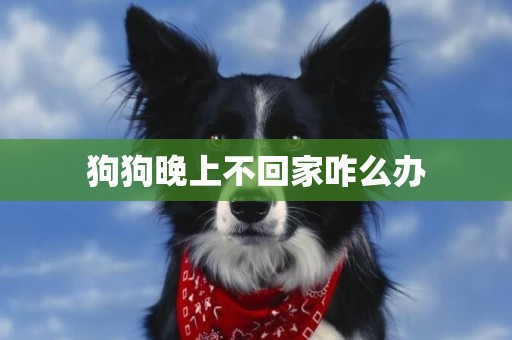 狗狗晚上不回家咋么辦