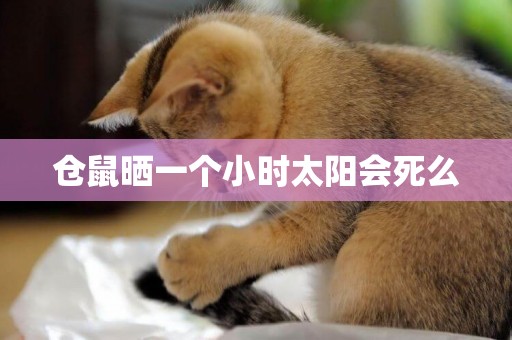 倉鼠曬一個小時太陽會死么