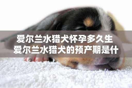 愛爾蘭水獵犬懷孕多久生 愛爾蘭水獵犬的預產期是什么時候