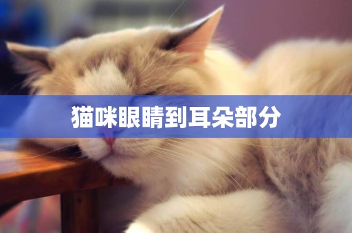 貓咪眼睛到耳朵部分