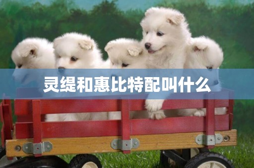 靈緹和惠比特配叫什么