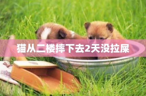 貓從二樓摔下去2天沒拉屎