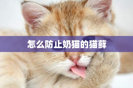 怎么防止奶貓的貓蘚