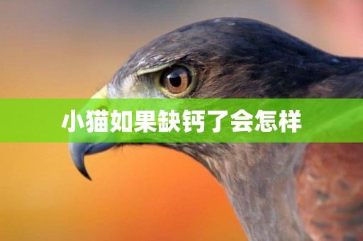 小貓如果缺鈣了會怎樣