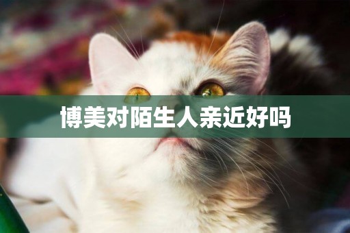 博美對陌生人親近好嗎