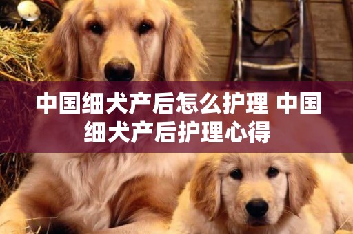中國細犬產后怎么護理 中國細犬產后護理心得