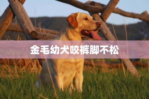 金毛幼犬咬褲腳不松