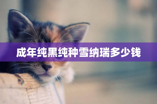 成年純黑純種雪納瑞多少錢
