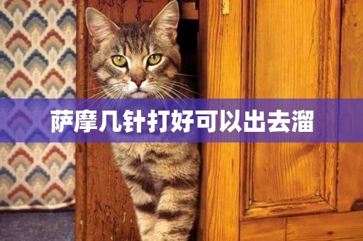 薩摩幾針打好可以出去溜