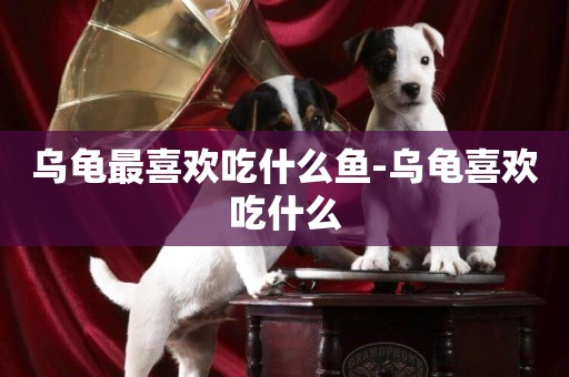 烏龜最喜歡吃什么魚-烏龜喜歡吃什么