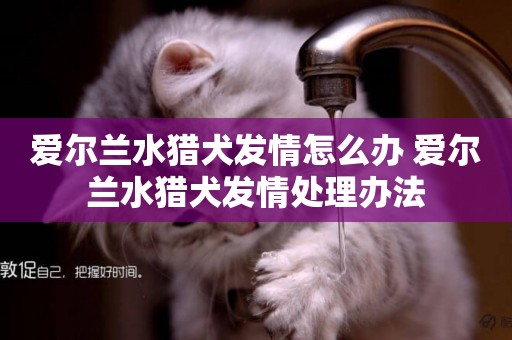 愛爾蘭水獵犬發情怎么辦 愛爾蘭水獵犬發情處理辦法