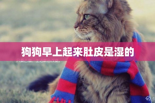 狗狗早上起來肚皮是濕的