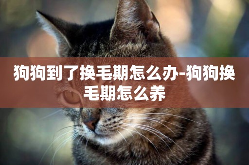狗狗到了換毛期怎么辦-狗狗換毛期怎么養
