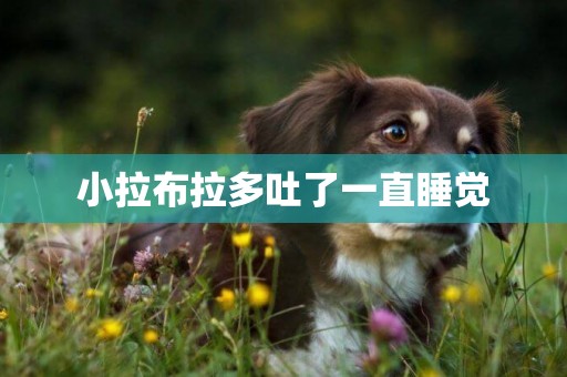 小拉布拉多吐了一直睡覺