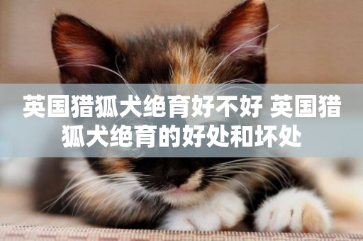 英國獵狐犬絕育好不好 英國獵狐犬絕育的好處和壞處