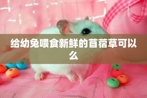 給幼兔喂食新鮮的苜蓿草可以么