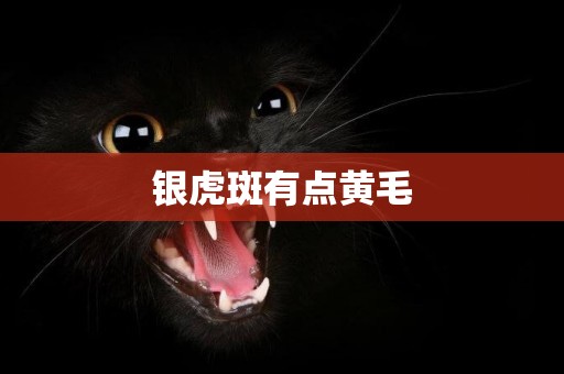 銀虎斑有點黃毛