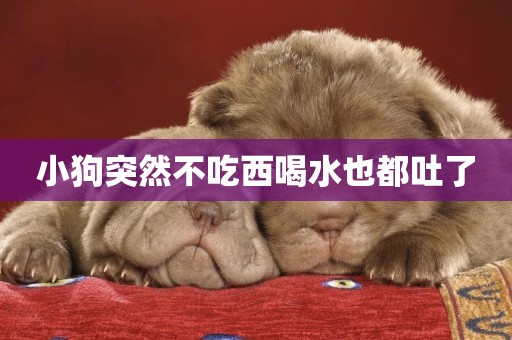 小狗突然不吃西喝水也都吐了