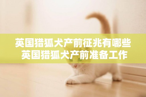 英國獵狐犬產前征兆有哪些 英國獵狐犬產前準備工作