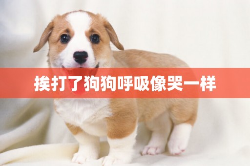 挨打了狗狗呼吸像哭一樣
