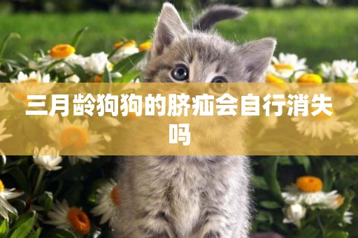 三月齡狗狗的臍疝會自行消失嗎
