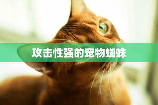 攻擊性強的寵物蜘蛛