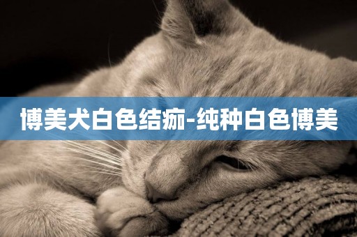 博美犬白色結痂-純種白色博美