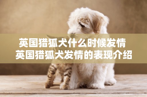 英國獵狐犬什么時候發情 英國獵狐犬發情的表現介紹