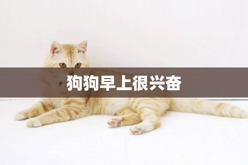 狗狗早上很興奮
