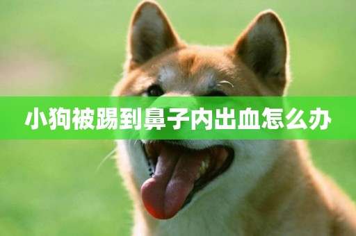 小狗被踢到鼻子內出血怎么辦