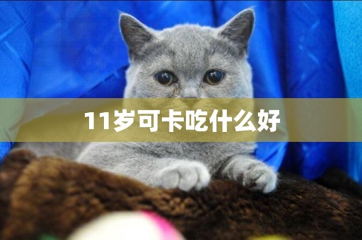 11歲可卡吃什么好