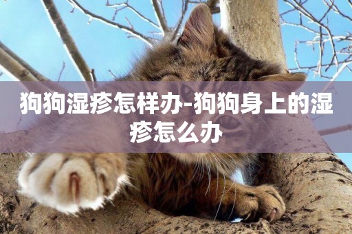 狗狗濕疹怎樣辦-狗狗身上的濕疹怎么辦