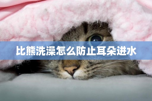 比熊洗澡怎么防止耳朵進水
