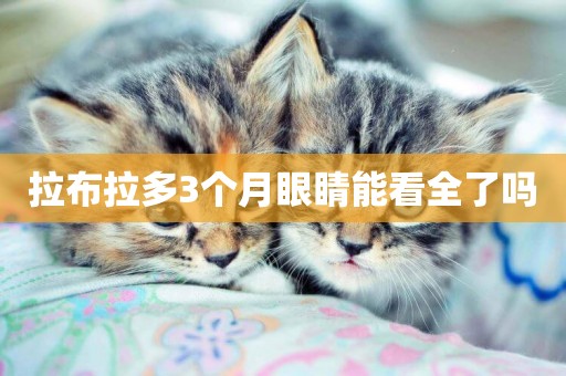 拉布拉多3個月眼睛能看全了嗎