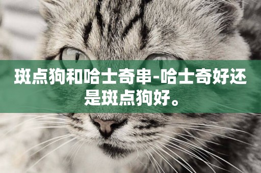 斑點狗和哈士奇串-哈士奇好還是斑點狗好。