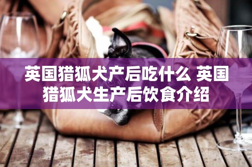 英國獵狐犬產后吃什么 英國獵狐犬生產后飲食介紹