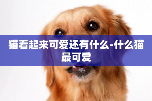 貓看起來可愛還有什么-什么貓最可愛