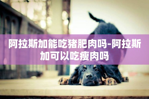 阿拉斯加能吃豬肥肉嗎-阿拉斯加可以吃瘦肉嗎