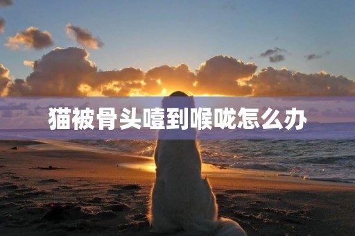 貓被骨頭噎到喉嚨怎么辦