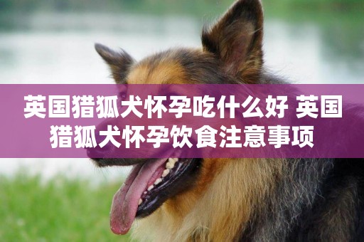 英國獵狐犬懷孕吃什么好 英國獵狐犬懷孕飲食注意事項